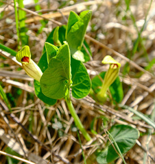 Aristolochia lutea
