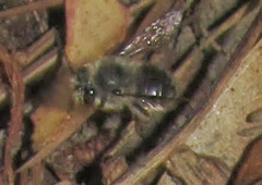 Habropoda depressa