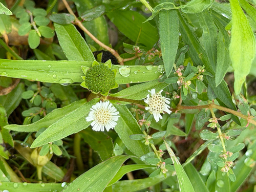 False Daisy