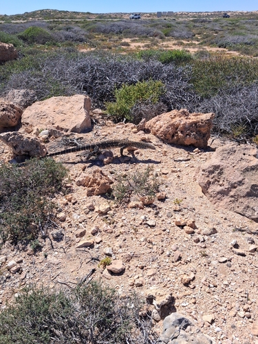 Perentie