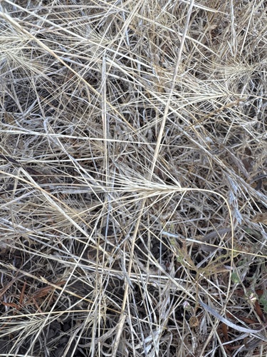 Taeniatherum caput-medusae, photograph 2