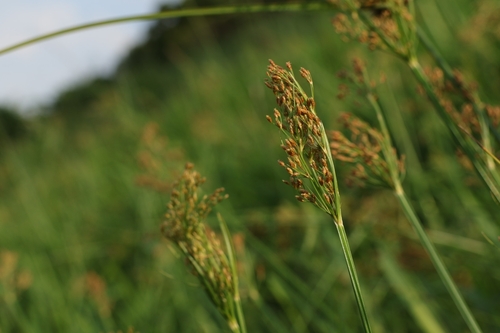 Fimbristylis quinquangularis observed 2026-08-14