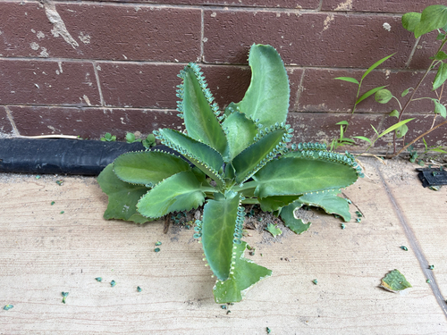 Mother of Thousands
