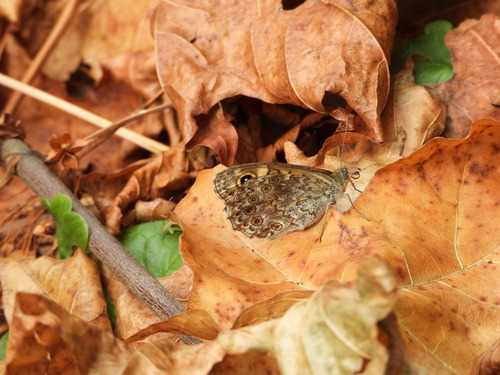 Wall Brown