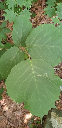 Styrax obassia observed 2026-08-12