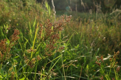 Fimbristylis quinquangularis observed 2026-08-14