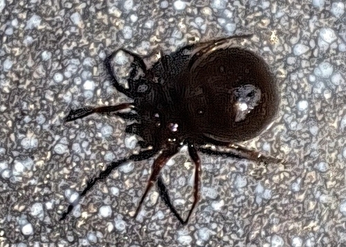 Ant-eating theridiid