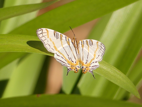 Southeastern Map Butterfly
