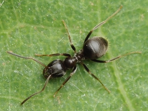 Black garden ant