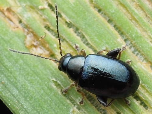 Aphthona observed 2026-08-14