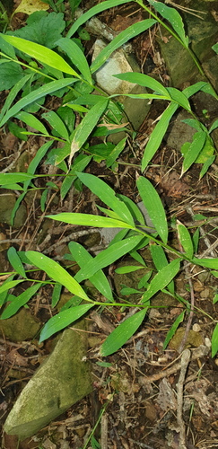 Microstegium japonicum observed 2026-08-12