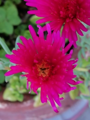 Malephora crocea