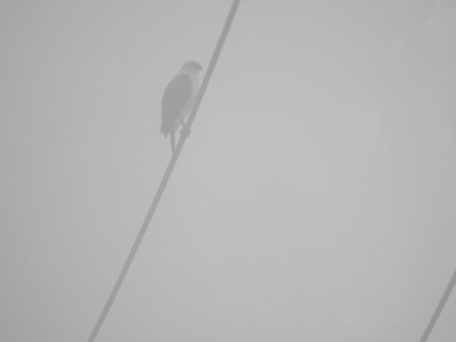 Accipiter poliocephalus observed 2026-08-15