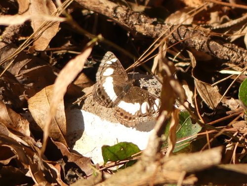 African Spotted Sailer