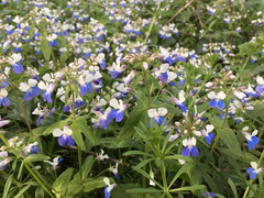 Collinsia verna