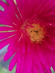 Malephora crocea