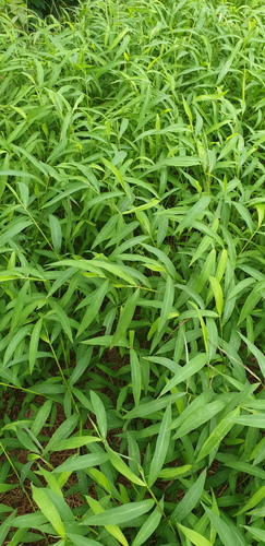 Microstegium japonicum observed 2026-08-12