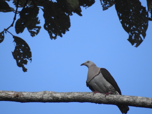 Ducula zoeae observed 2026-08-15