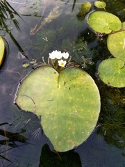 Nymphoides aquatica