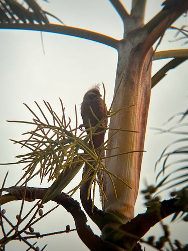 Speckled Mousebird
