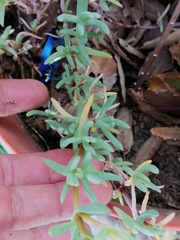 Malephora crocea