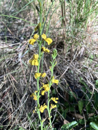 Goodenia stelligera observed 2026-08-15