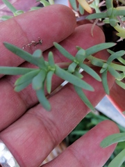 Malephora crocea