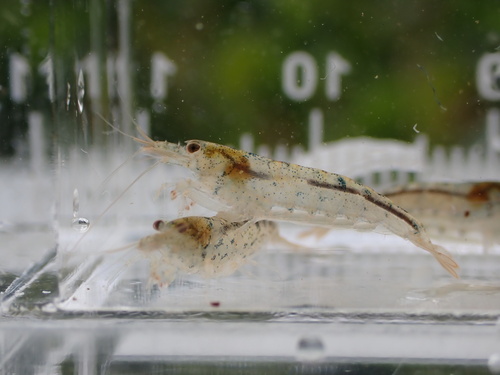 Caridina typus observed 2026-08-15