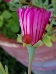 Malephora crocea