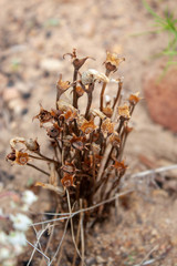 Aphyllon franciscanum