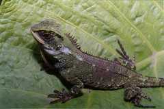 Enyalioides altotambo