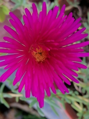Malephora crocea