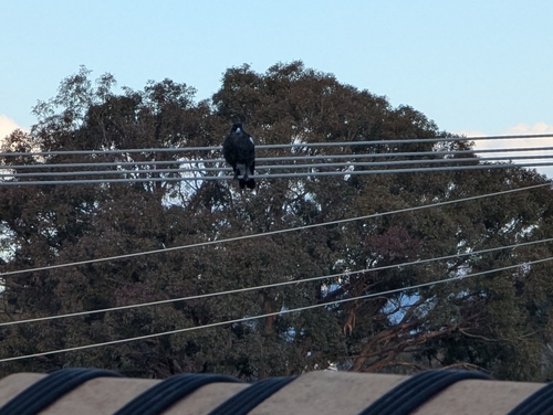Australian Magpie