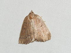 Authaemon stenonipha