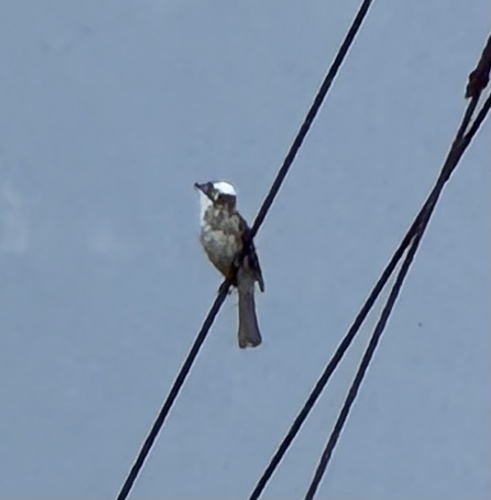 Light-vented Bulbul