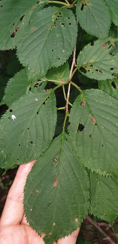 Prunus leveilleana observed 2026-08-12