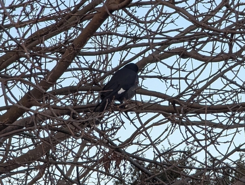 Pied Currawong