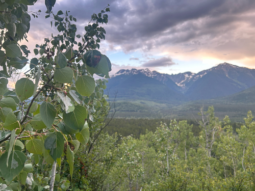 quaking aspen