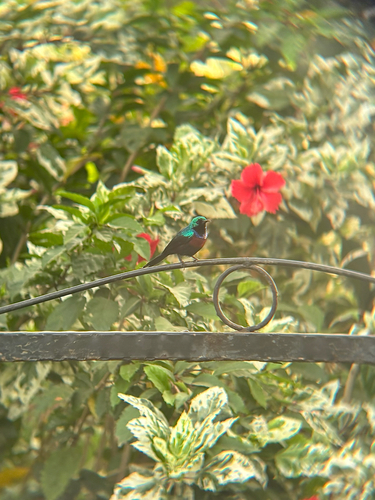 Red-chested Sunbird
