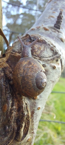 Garden Snail