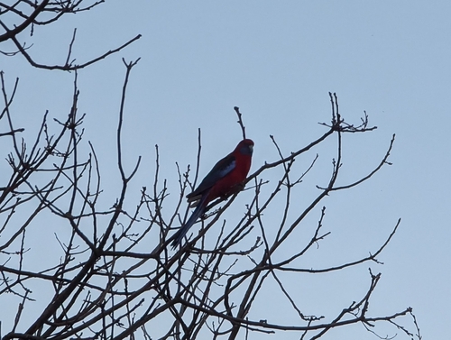 Crimson Rosella