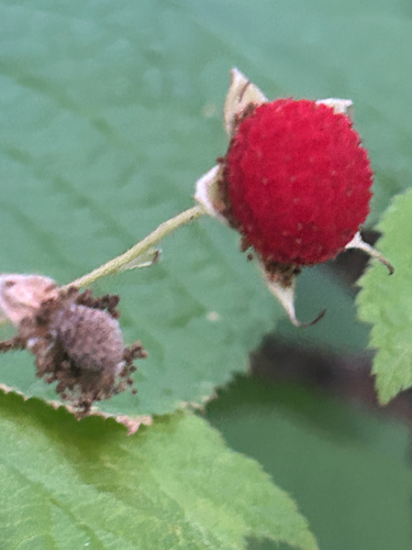 thimbleberry
