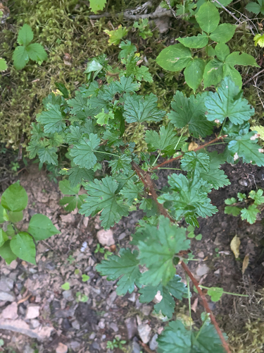 swamp currant