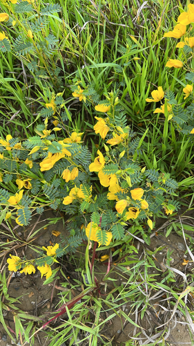 partridge pea