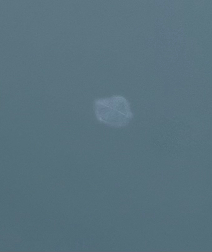 Cuspidella observed 2026-08-12