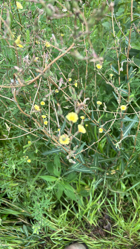 prickly lettuce