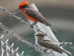 Pyrocephalus rubinus