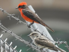 Pyrocephalus rubinus