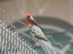 Pyrocephalus rubinus