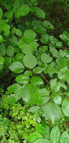 Styrax obassia observed 2026-08-13
